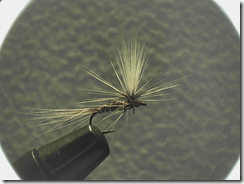 Paraex seitlich